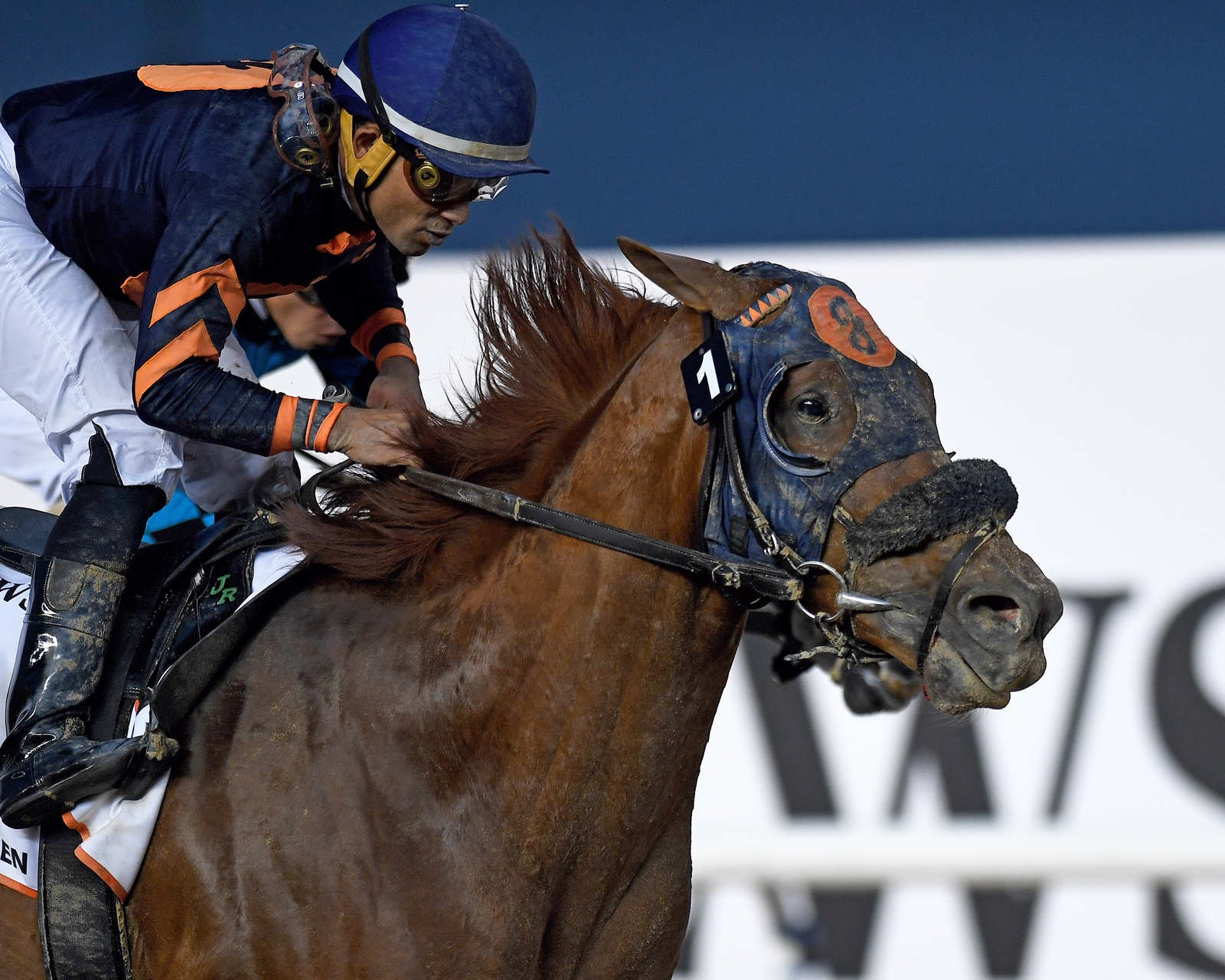 Mind Your Biscuits Bringing Speed to Shadai - BloodHorse