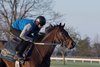 Quip galloping at Keeneland April 5