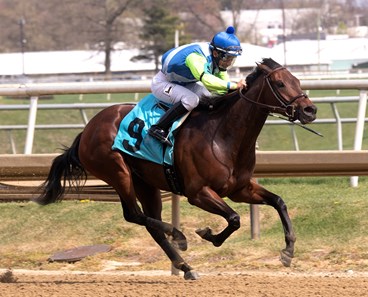 Chalon - Horse Profile - BloodHorse