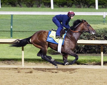 Lone Sailor - Horse Profile - Bloodhorse