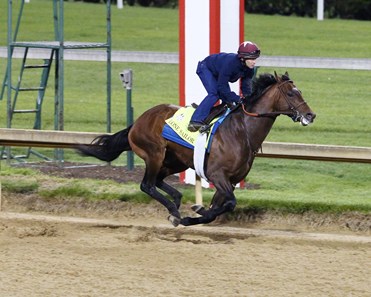 Lone Sailor - Horse Profile - Bloodhorse