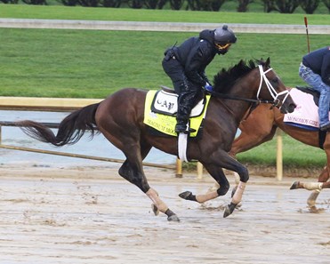 Magnum Moon - Horse Profile - BloodHorse