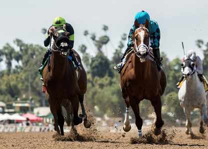 Bobby Abu Dhabi - Horse Profile - BloodHorse