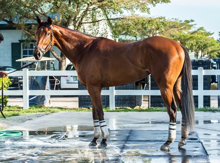 Arabians