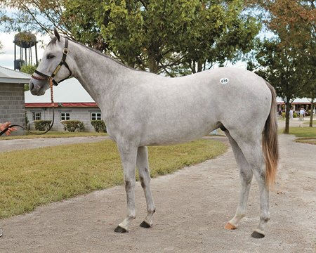 Pope buys Tapit colt for $2.1 million