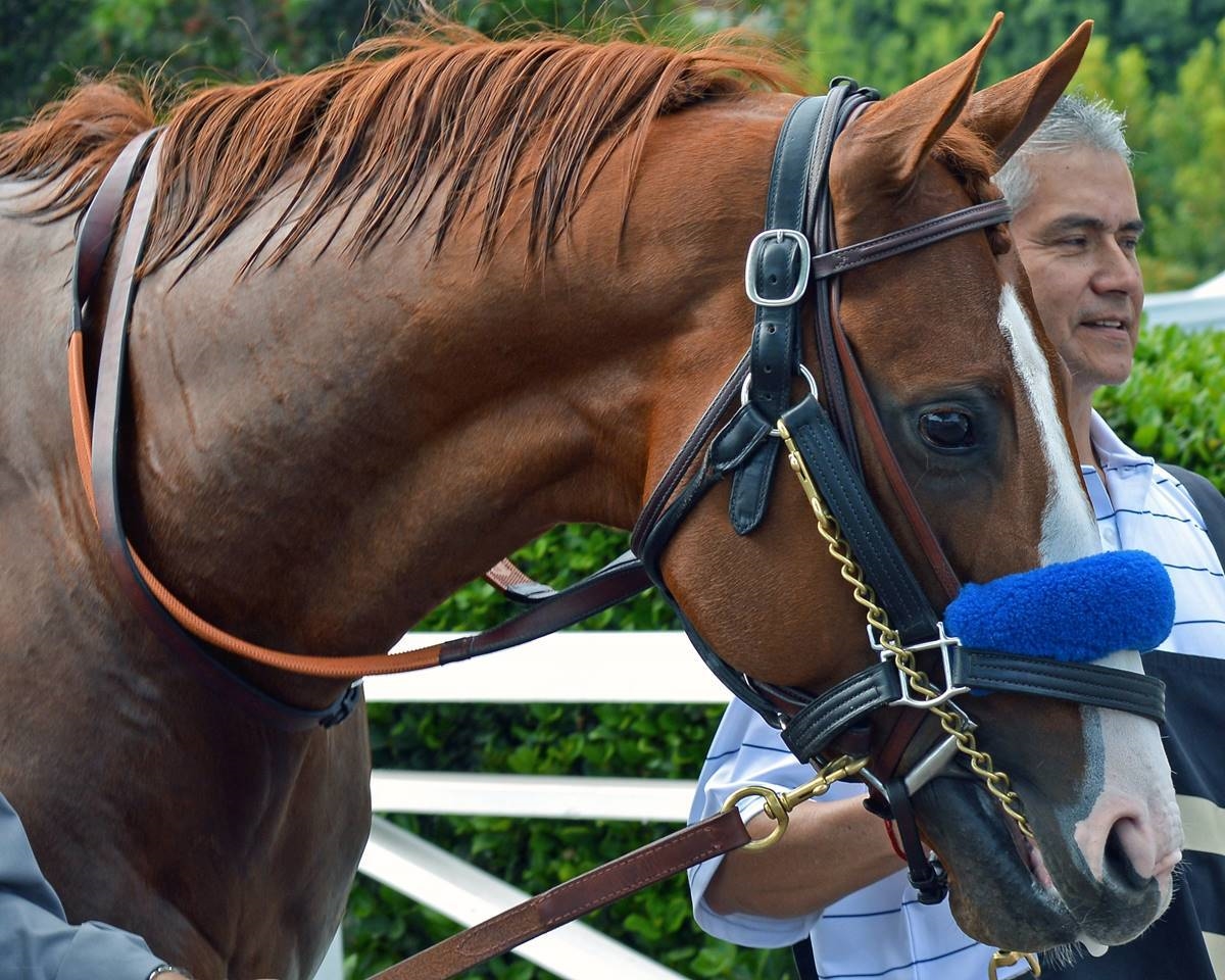 justify breyer horse