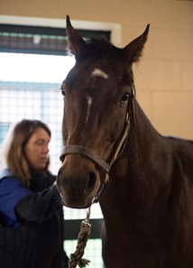 Green Mask - Horse Profile - BloodHorse