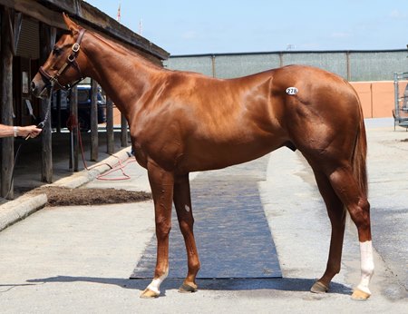 A Mucho Macho Man colt consigned as Hip 278 brought the second-highest price of Fasig-Tipton's Midlantic sale on Day 1