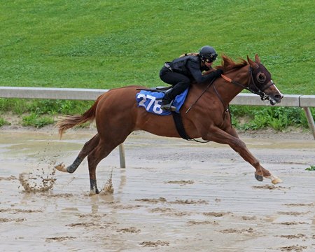 Hip 278, a Mucho Macho Man colt, breezes a quarter-mile in :21 1/5 after rains fell May 16