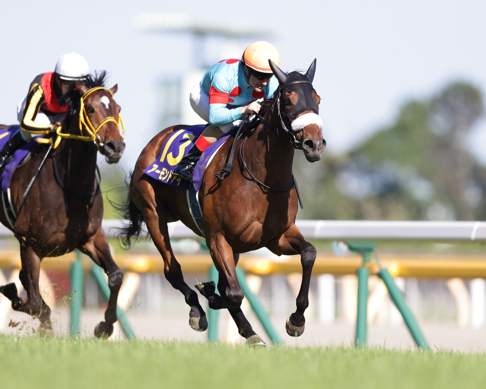 Pedigree Analysis: Almond Eye a Star for Lord Kanaloa - BloodHorse