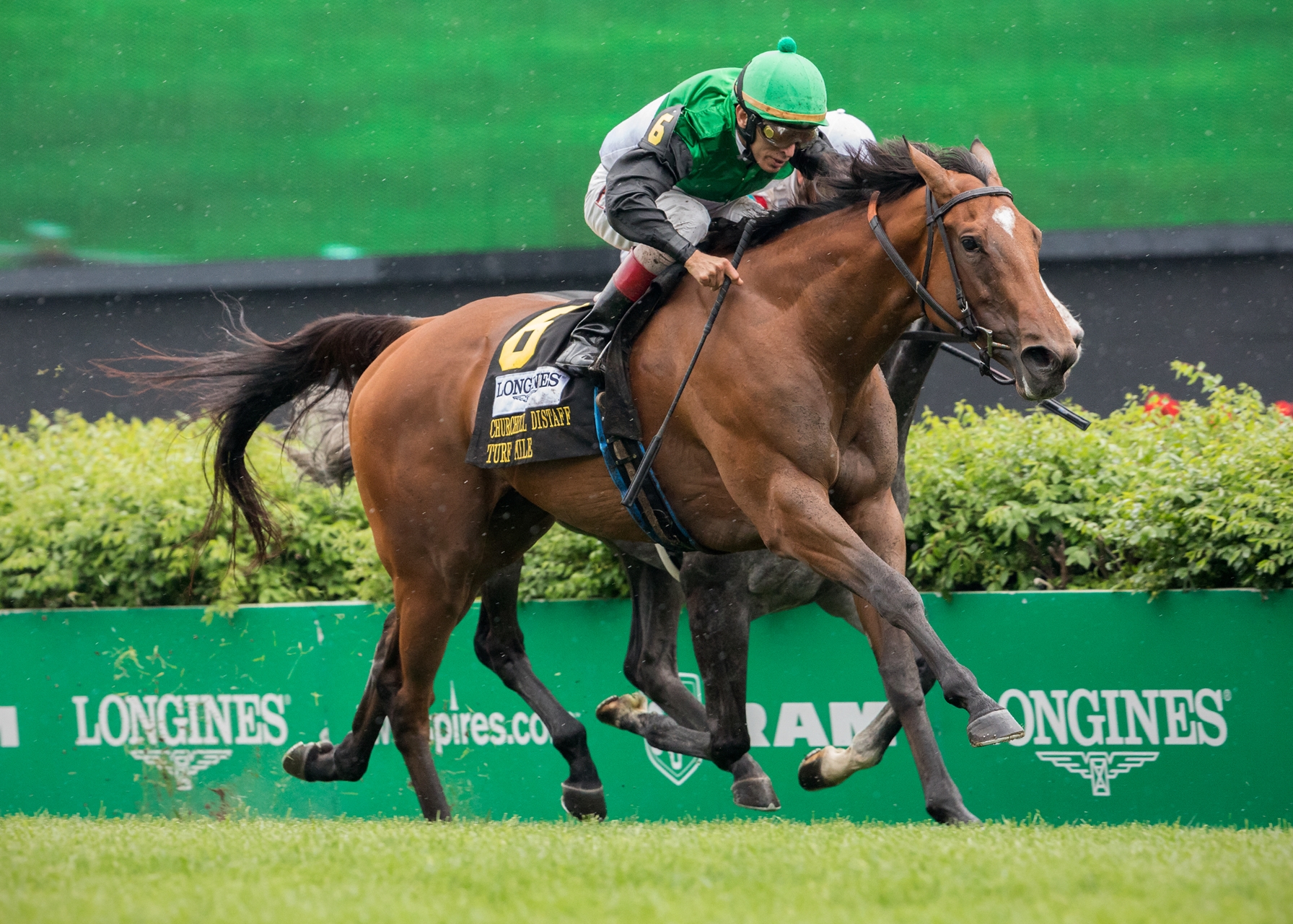 Proctor s Ledge Horse Profile BloodHorse