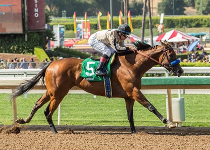 Marley's Freedom - Horse Profile - BloodHorse