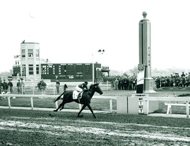 Citation Horse Profile Bloodhorse