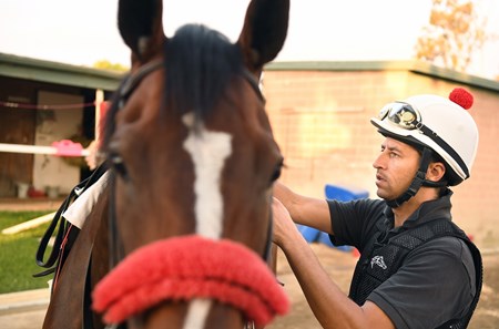 David Meah Fashion Island - Horse Profile - BloodHorse