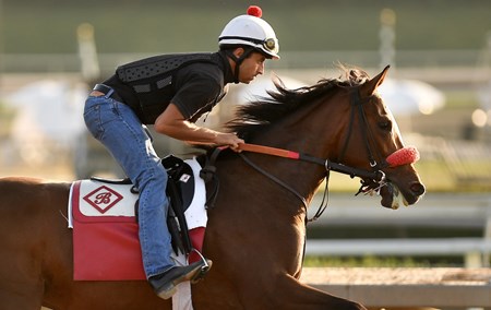 David Meah Fashion Island - Horse Profile - BloodHorse