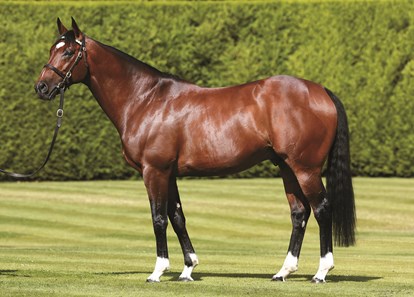 Frankel (GB) - Horse Profile - BloodHorse