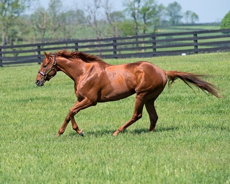 Gun Runner at Three Chimneys Farm