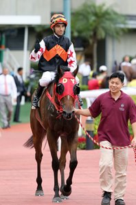 Jockeys Moreira Purton Win Four Apiece In Hong Kong Bloodhorse