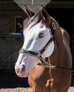 Dust Commander - Horse Profile - BloodHorse