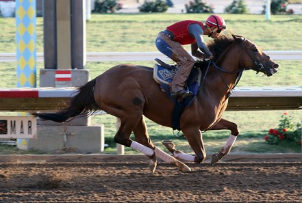 Accelerate - Horse Profile - BloodHorse