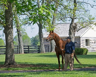 Gun Runner - Horse Profile - BloodHorse