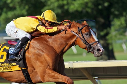 Good Magic - Horse Profile - BloodHorse