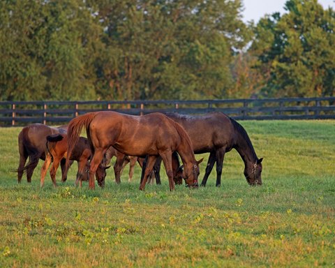 Broodmare Sales Slide In 18 But Market Still Strong Bloodhorse Broodmare Sales Slide In 18 But Market Still Strong Bloodhorse
