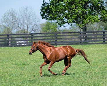 Gun Runner - Horse Profile - BloodHorse