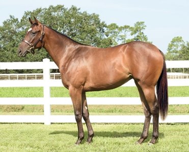 songandaprayer filly tops texas summer yearling sale bloodhorse
