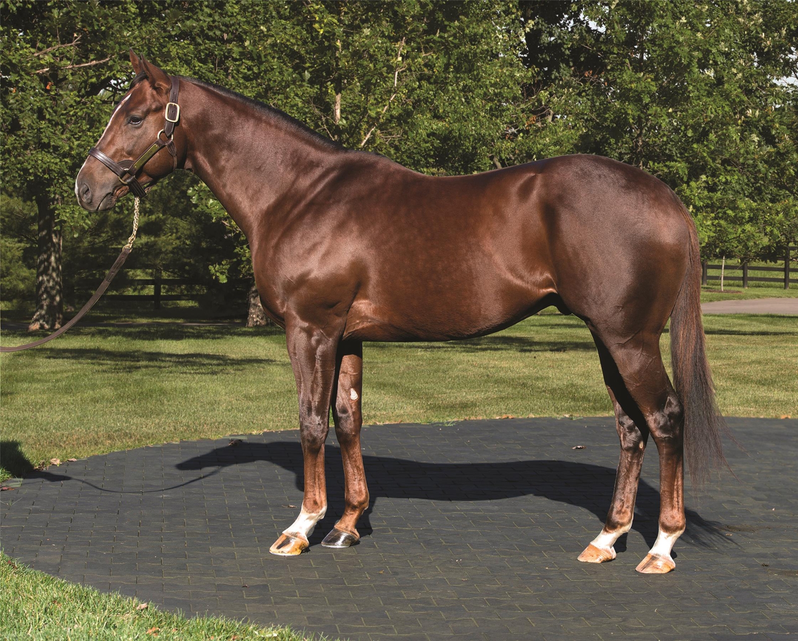 Carpe Diem - Horse Profile - BloodHorse