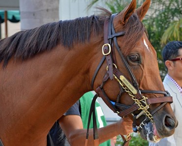 Accelerate - Horse Profile - BloodHorse