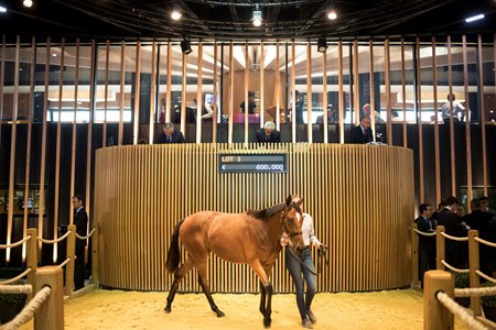 A horse in the ring at the 2018 Arqana August Yearling Sale