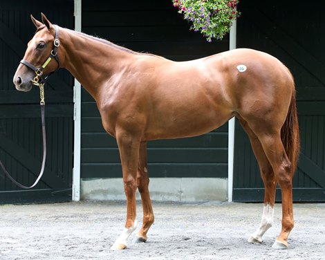 American Pharoah Filly Cracks Million-Dollar Ceiling - BloodHorse