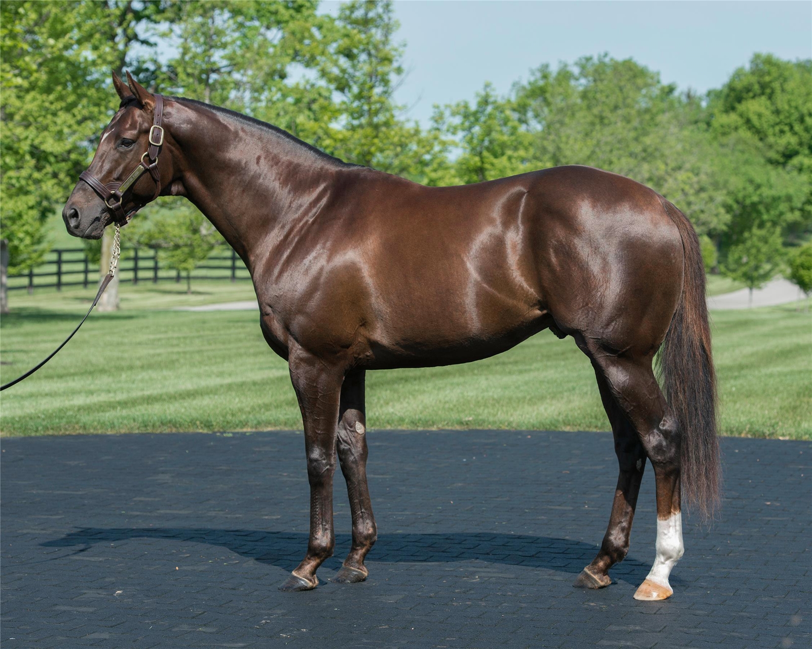 Derby Winner Super Saver, Daredevil to Turkey - BloodHorse