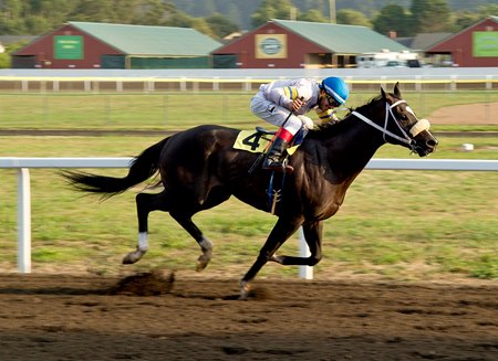 Racing at the Humboldt County Fair in Ferndale