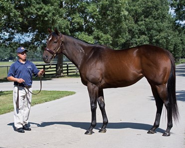 Lady Aurelia - Horse Profile - BloodHorse