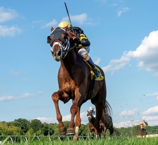 Channel Cat Stallion Channel Cat - Horse Profile - BloodHorse