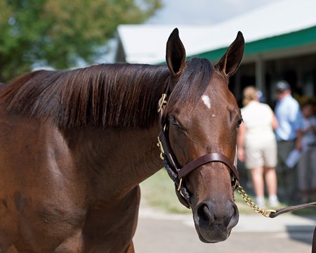 claiborne hopes orb filly