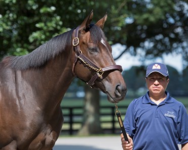 Lady Aurelia - Horse Profile - BloodHorse