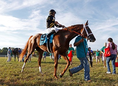 Channel Cat Stallion Channel Cat - Horse Profile - BloodHorse
