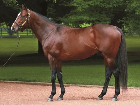 Karakontie at Gainesway Farm