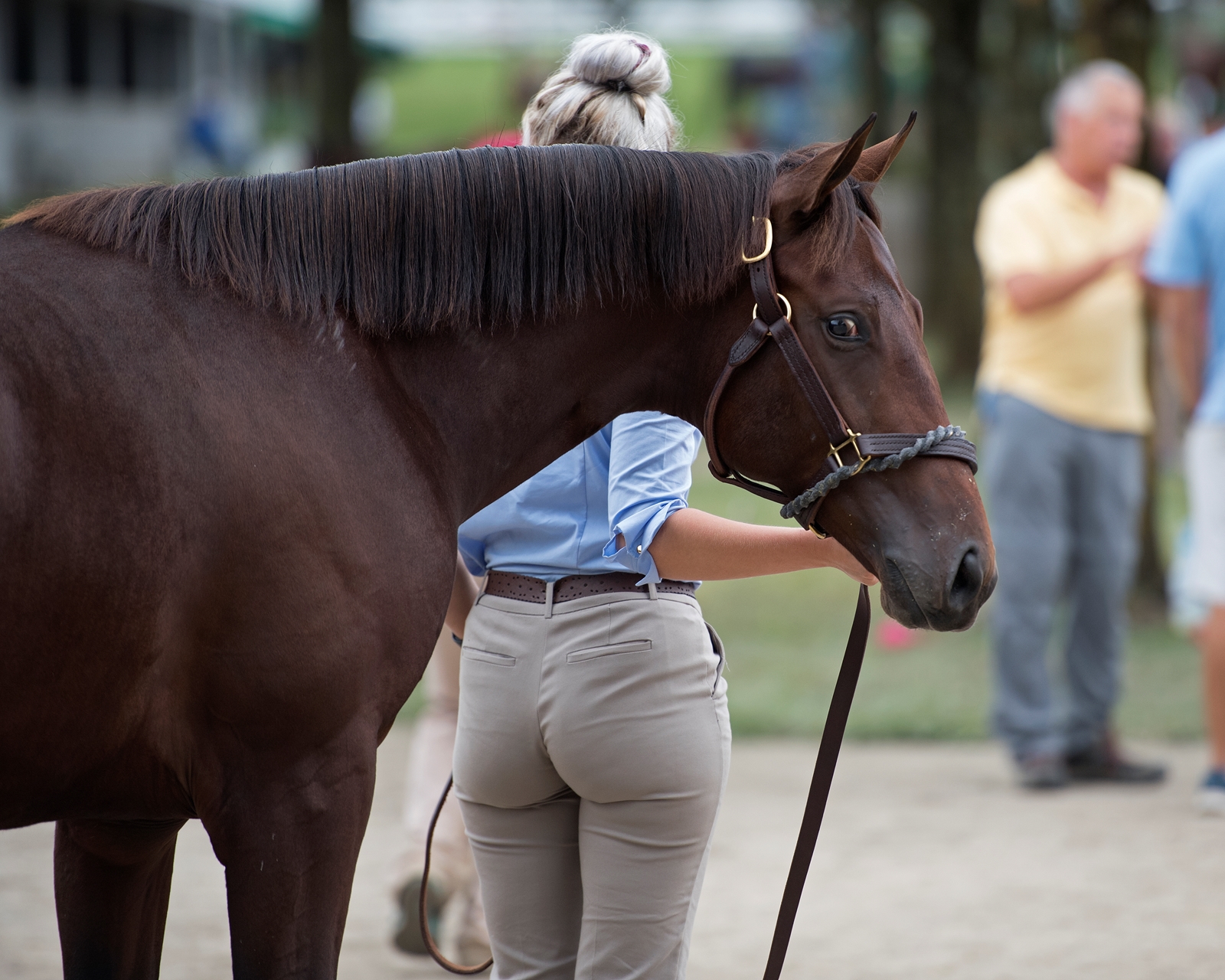 Quiet Giant - Horse Profile - BloodHorse