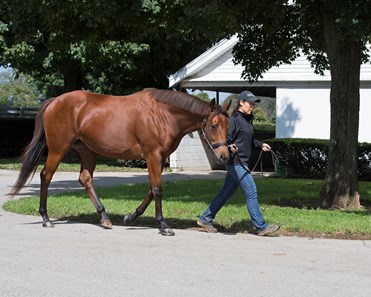 Lady Eli - Horse Profile - BloodHorse