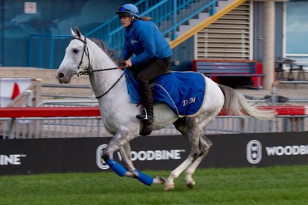 Thundering Blue gallops at Woodbine prior to his second-place finish in the 2018 Pattison Canadian International
