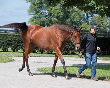 Lady Eli - Horse Profile - BloodHorse