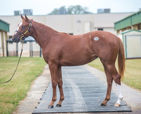 he s had enough filly sports top pedigree at obs bloodhorse