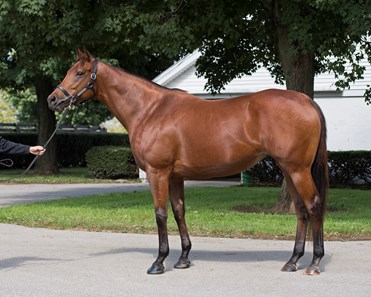 Lady Eli - Horse Profile - BloodHorse