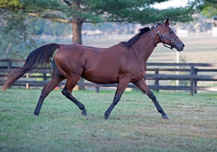 Havre de Grace - Horse Profile - BloodHorse