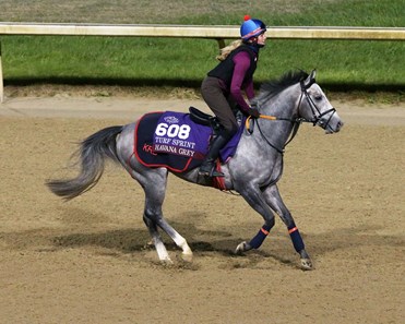 Havana Grey (GB) - Horse Profile - BloodHorse