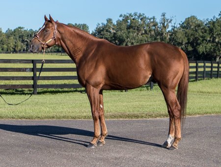 Dolphus To Stand Stud At Cabin Creek Farm In 2019 Bloodhorse